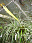 Tillandsia flavobracteata